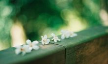 体现兄妹亲情的句子