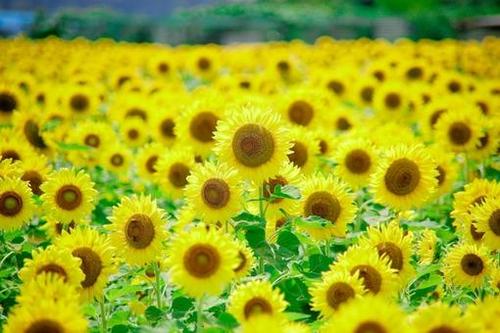 11.家庭是每个人的期望和梦想,因为家庭将记录您的逐步成长经验。这是神和太阳的向往。它养育每一个善良的人。