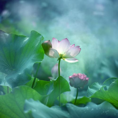 11.我的生活从睁开眼睛开始爱上母亲的脸。