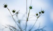 小学描写亲情的优美句子大全