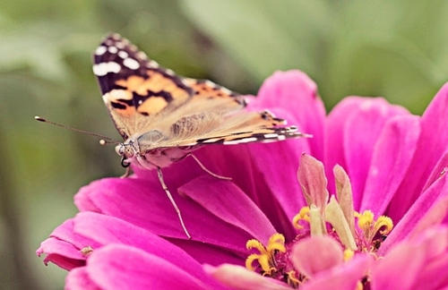 10.嘲笑我的人，能否请您先将牙刷变白。