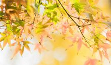 放假超开心的句子