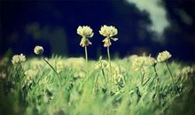 关于亲情杂志优美句子