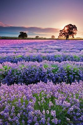 10.归乡就像一支箭。我相信每个人都应该有这种经验。实际上,返乡不仅仅是箭。我等不及要成为一束光。千里之遥将很快到来。我回家的次数越多,感觉就越强。除非您走进房子,否则它不会消失。