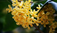 描写桂花的句子23句