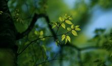 写关于亲情的句子关于父母的