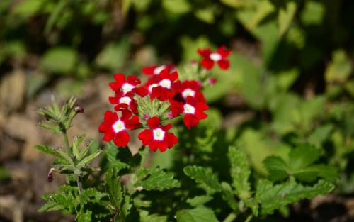 12.除夕前，贴对联；庆祝除夕；庆祝元宵节，享受灯笼；清明节，祖先崇拜；重阳节，在山上奔跑；七夕桂，恋人聚会；中秋之夜，快来享受月亮；烟花爆竹云霄，锣鼓打得更热闹，中国节日好，文化遗产最重要！