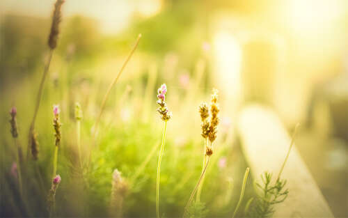 10.说服您喝一杯酒,没有理由去西部的阳关。 -(唐望伟《围城歌》)