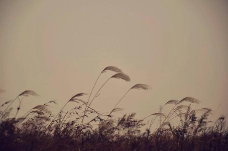 11.由于我很孤独，所以我经常见到你。