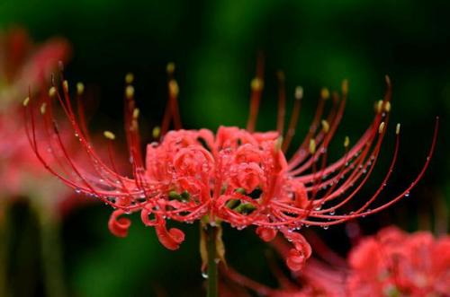 11.首先要孝顺百家。在人类生活中，有三件事迫在眉睫：孝顺不能等待父母，孩子不能等待教育，疾病不能等待。