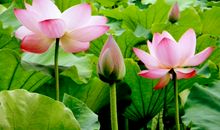 有关荷花的句子