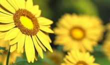 亲情和景色的句子