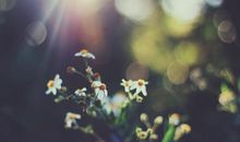 古文珍惜亲情的句子