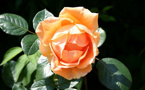 10.如果您不寻找东西,如果有东西来到您身边,那将是一天的旅程!也许这只是一场闹剧,因为我不相信它会突然消失。人们怎么说?贫穷,会被人看不起,会对家庭的感情漠不关心。富有,到处都是光荣的奉承。