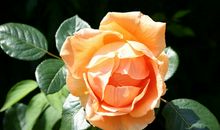 被亲情伤透了心失望的句子