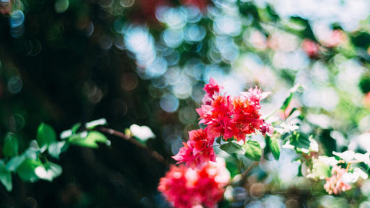 10.他快乐地大声欢呼,心中明亮而快乐地喷出。