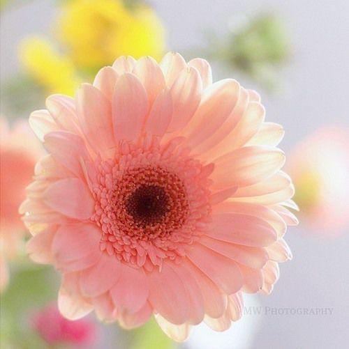 10.家庭的情感也许是平常的,没有友谊的狂妄和爱的活力,但是由于他的平凡,家人的问候或劝勉会使我们感到深切的感情。