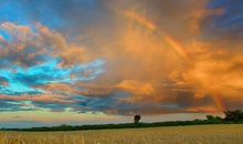 形容狗陪伴开心的句子