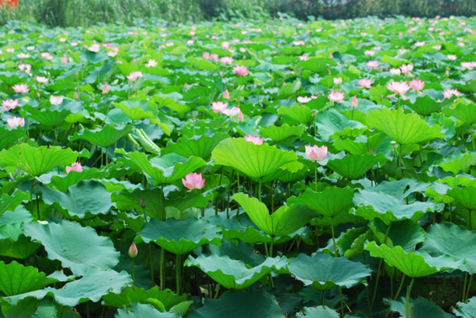 关于夏天的一句话