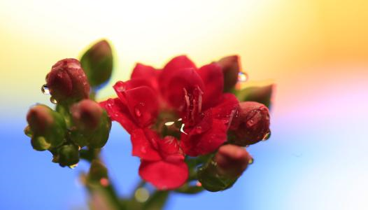 11.蓬松的绿草随着地形的起伏不断向天空延伸，仿佛用厚毯子覆盖了大地。草的颜色是逐块的，五颜六色的，手工编织的挂毯是生动，自然和和谐的。绿叶像长剑一样紧密地纠缠在一起。