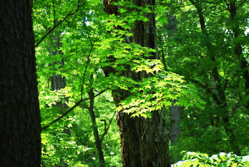 关于夏天2的一句话