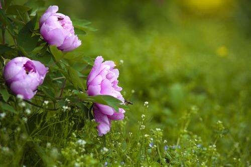 10.美丽的莲花散发出一阵芬芳，吸引了许多蜜蜂和蝴蝶，它们在花丛中翩翩起舞。一阵微风吹过，婷婷玉里的莲花在风中摇曳，白色和粉红色的衣服在风中飘扬。从远处看，好像一群美丽的莲花仙子在莲花铺成的草地上快乐地跳舞，似乎在欢迎我们。我眼前的风景使我想起了唐代诗人杨万里写的一首精美的诗：“荷叶在天空中无限地绿色，而荷花在阳光中是红色的”。