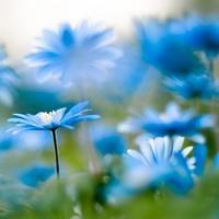 12.你是我的母亲，我的朋友，我的知己，也是人生中最重要的人，我爱你！