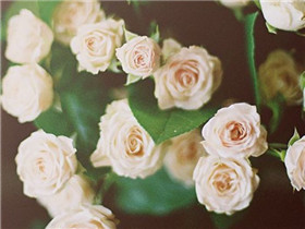 10.我只希望当歌曲与葡萄酒搭配时,金尊在月光下发光。 -李白:“问月酒,死者贾春玲问”