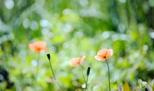 拼搏不后悔的句子