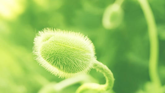 12.最后熬夜，您必须自由自在！头发可以像燕窝一样弄乱，拖鞋可以左右脚晃动，可以睡到天黑，拧开电话，然后弹出我的信息：祝您周末愉快！