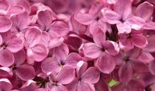 写亲情的名篇里的句子