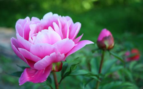 10.爱是一种无尽的激情，家庭情感是将意志the灭的火焰，爱是一种诱骗人们陷入困境的诱饵，爱是在命运之神的箭上放下毒药。