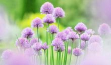 形容亲情古风句子