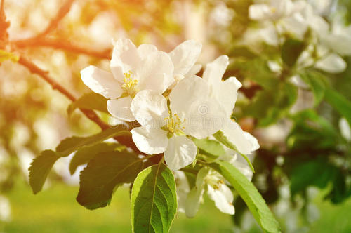 10.春天又以她温柔的脚步来到了人们身边。她给人们带来了美好的希望。她以温柔的步伐带来了春天，传递着温暖。我们每个人。