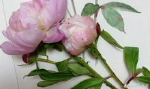 亲情包容和关爱的优美句子