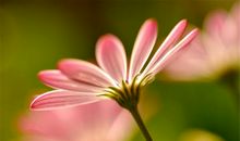 人生没有亲情的句子