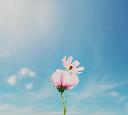 11.勇于承担是一种动力。