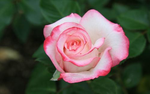 12.工作不是完美的,只是做好;生活不是完美的,简单是好的;情人不是完美的,关怀是好的;兄弟姐妹不是完美的,真诚是良好的;情人不完美,真诚是良好;亲戚不是完美的,只是和谐的;幸福不是完美的,幸福是美好的;幸福不是完美的,内容是好的;生活不是完美的,幸福是美好的。