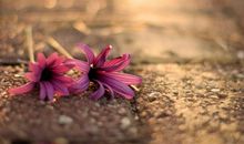 形容幸福亲情的滋味句子