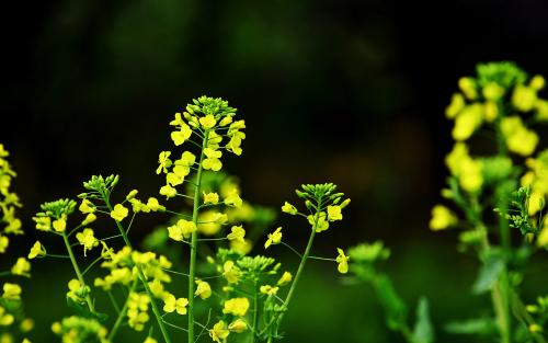 12.寂寞时，女孩子说冷酷实际上是流氓行为。