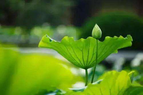 命运2的美感句子