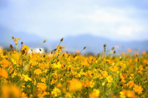 11.跑,跑,跑!他的内心很兴奋,不再能用浅浅的语言表达他的喜悦,似乎身上的每根头发都在快乐地跳动。