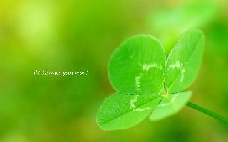 美丽清新的句子