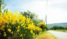 形容今天要回家开心的句子