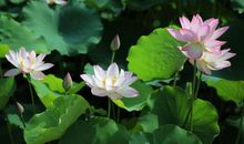 七月的唯美句子