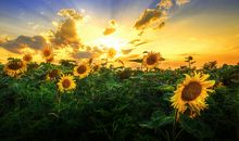 描写甜蜜爱情的句子