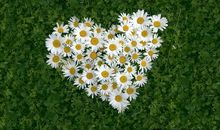 关于亲情或母爱的优美句子