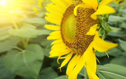 10.但是作为儿童,我们如何才能达到良心呢?我们可能很难赚到足够的钱来报仇,但这并不影响我们重返父母。也许我们可以经常回家看看;也许我们可以从事实中寻求真相,并花一些钱让他们短途旅行;也许...