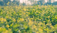 亲情温暖寒冬的句子