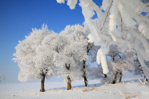 描述小雪1的句子
